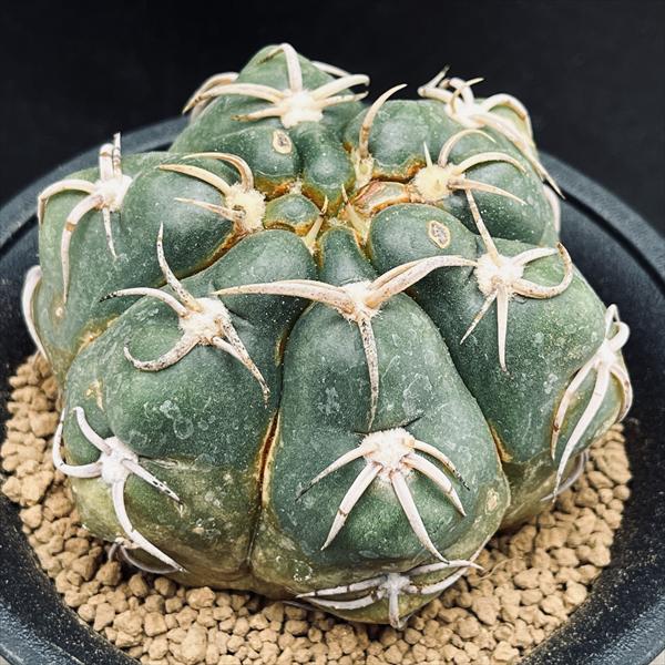 楽天市場】サボテン：ギムノカリキウム 新天地錦*幅15cm 現品！一品