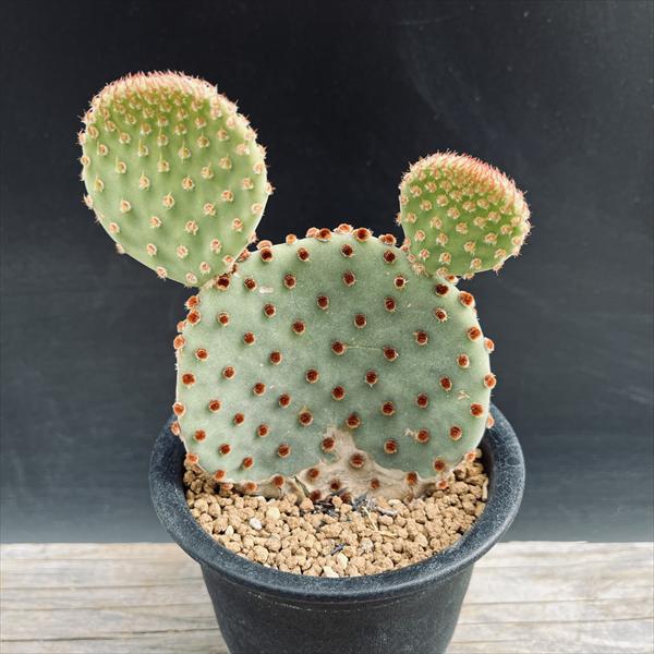 サボテン　カクタスウッド 楽天市場】ウッドカービング カクタス (150mm) (サボテン