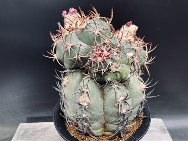 楽天市場】サボテン：エキノカクタス 金鯱錦*幅12cm 現品！一品限り