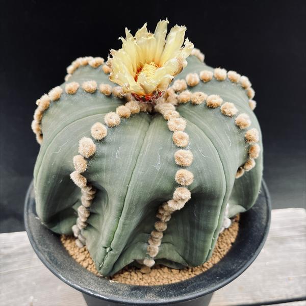 楽天市場】【現品・現物】【販売】 サボテン・アストロフィツム・亀甲