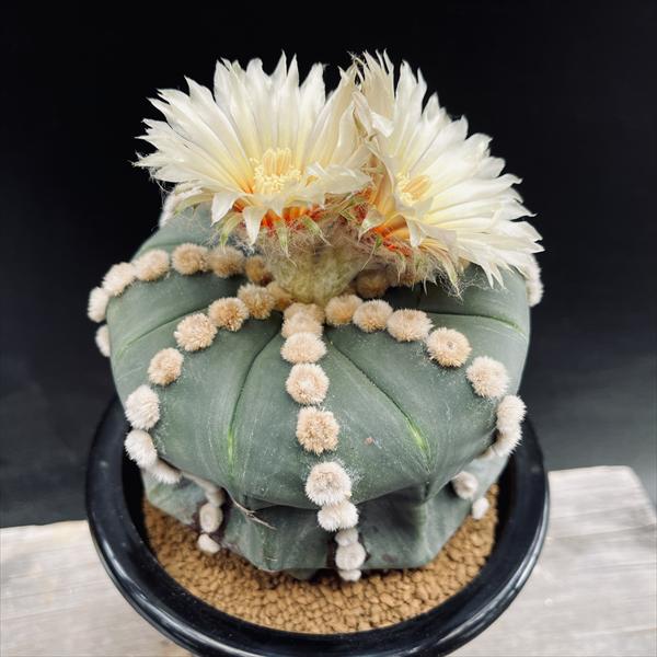 楽天市場】サボテン：アストロフィツム 王冠瑠璃兜丸 般若ツギ*幅9cm