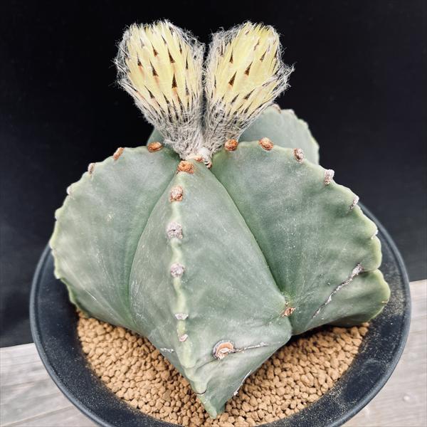 楽天市場】サボテン：アストロフィツム 山川肋骨ストロンギ鸞鳳玉 実生