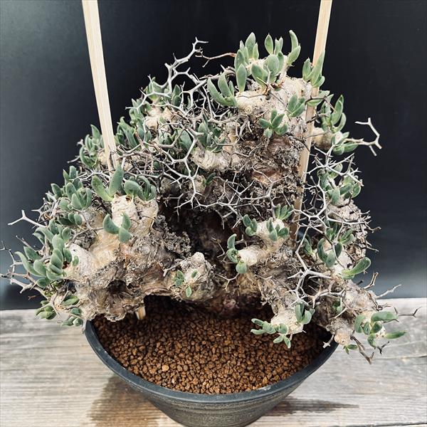 超巨大株　キフォステンマ　ウター　マクロプス 超巨大株 キフォステンマ ウター マクロプス