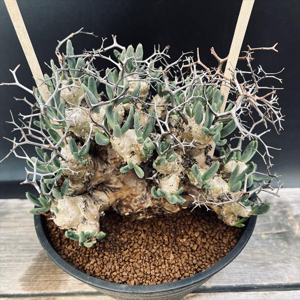 楽天市場】コーデックス：チレコドン オペリー*葉幅2cm 現品！一品