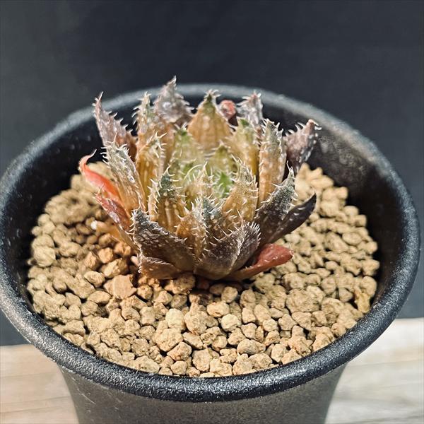 ハオルチア プペスケンス 3点セット 楽天市場】多肉植物：ハオルチア プベスケンス*幅4.5cm : 遊恵