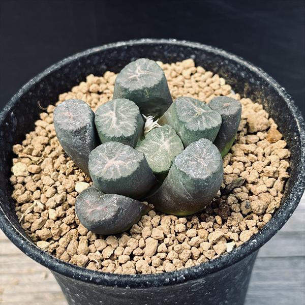 ☆☆万象＊稲妻錦＊ハオルチア＊錦☆☆ 楽天市場】多肉植物：ハオルチア 金子氏 巨大稲妻万象*幅8cm 現品