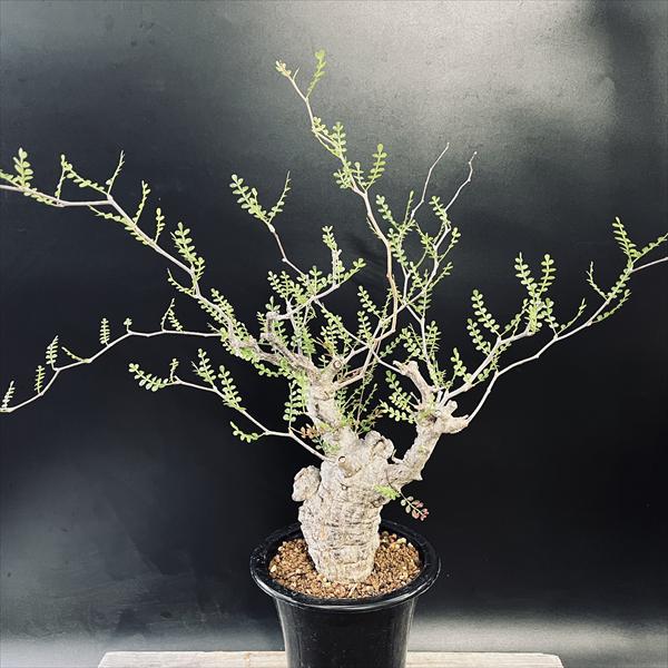 楽天市場】☆特価☆コーデックス：オペルクリカリア パキプス 発