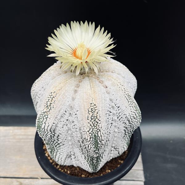 楽天市場】サボテン：アリオカルプス 変わり疣 青磁牡丹 ツギ（竜神台