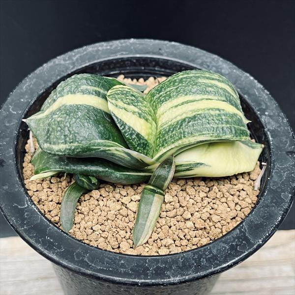 多肉植物：屁っ放りテリア 臥牛 昇竜錦*幅9ｃｍ 現品！一皿分の料理極限点