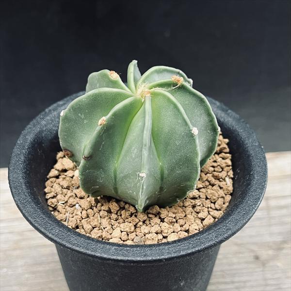 楽天市場】サボテン：短刺金鯱*幅10cm : 遊恵盆栽 楽天市場店