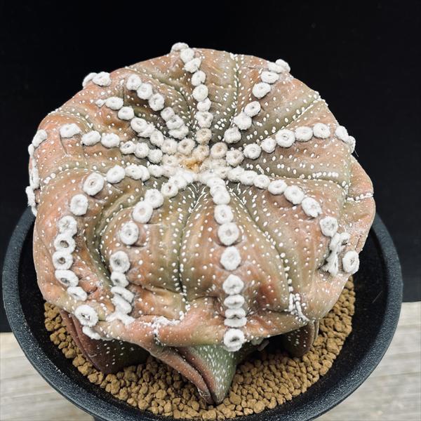 楽天市場】サボテン：アウストロキリンドロプンチア 姫将軍*幅7cm