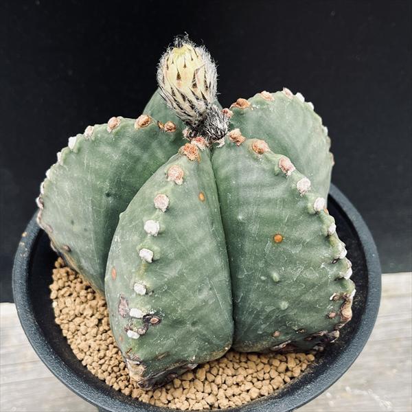 楽天市場】サボテン：アストロフィツム 山川ストロンギ鸞鳳玉 実生*幅