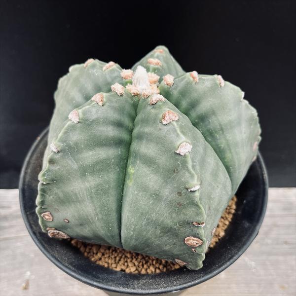 楽天市場】サボテン：アストロフィツム 山川ストロンギ鸞鳳玉 実生*幅