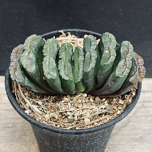 サボテン 多肉植物 8 ハオルチア 玉扇錦A 鮮明黄斑錦 玉扇錦の花芽 | Cometのサボテン栽培日記