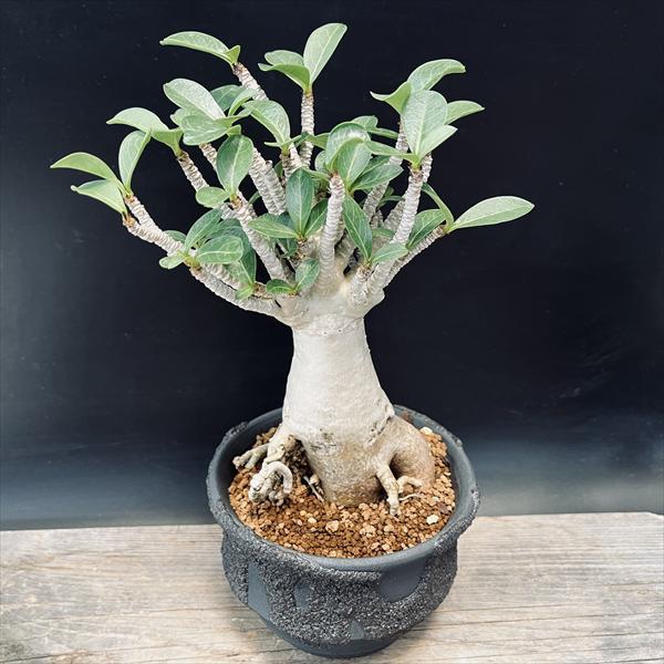 楽天市場】アデニウム アラビクム 巻葉 No4 3号サイズ 鉢植え レア品種