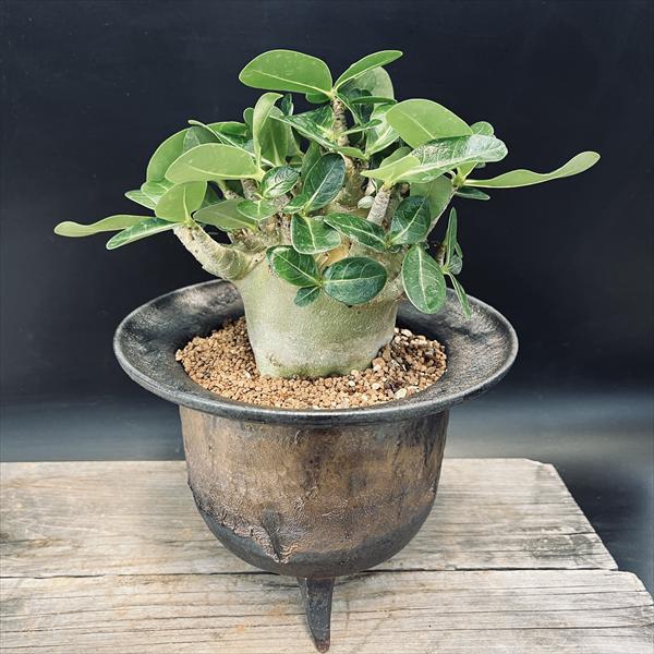 楽天市場】コーデックス アデニウム アラビカム 太幹タコ足 5号鉢