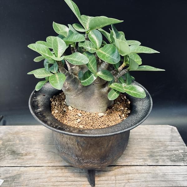 楽天市場】コーデックス アデニウム アラビカム 太幹タコ足 5号鉢