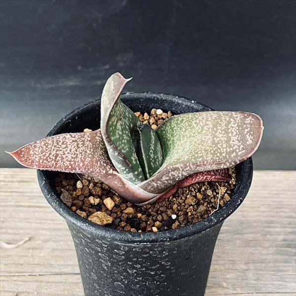 楽天市場】多肉植物：ガステリア グロメラータ*幅8cm : 遊恵