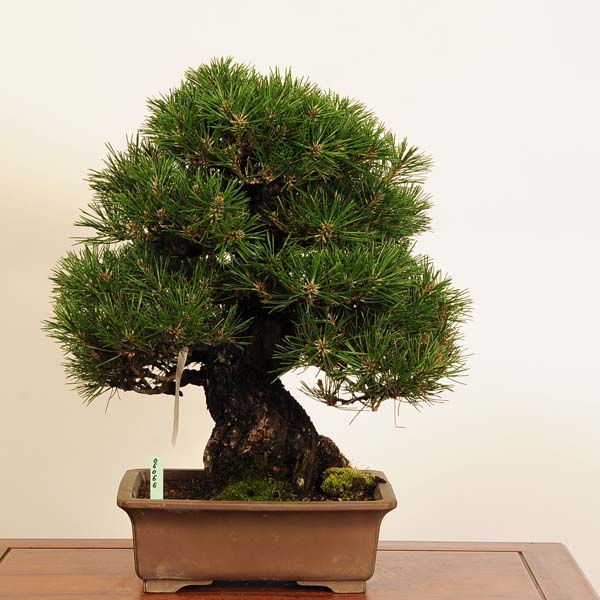 三河黒松　中品盆栽 三河黒松盆栽🪴 盆栽界でも代表的な種類である松の中でも人気の