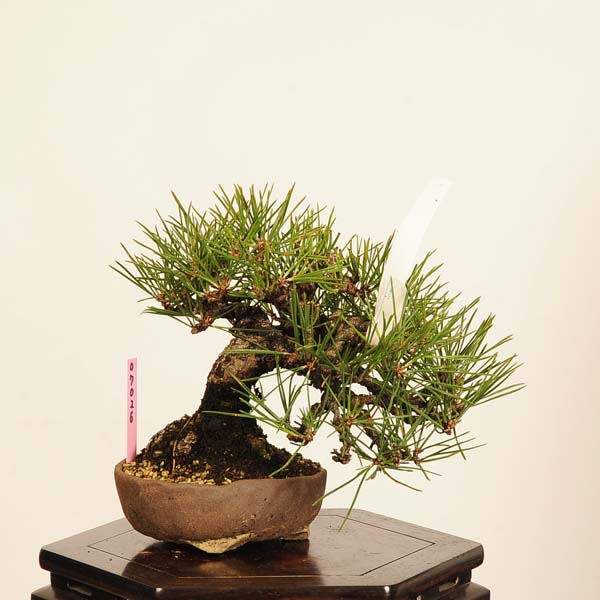 楽天市場】盆栽 特選：三河黒松* 現品 くろまつ クロマツ Kuromatsu