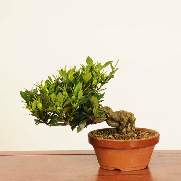 楽天市場】盆栽 特選：一位(イチイ） 現品*いちい Taxus