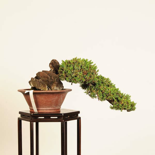 楽天市場】盆栽 特選：杜松(としょう) 現品*トショウ Juniperus
