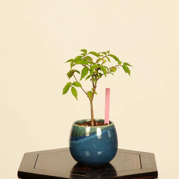 楽天市場】盆栽 ：米栂 *現品 一点物 こめつが コメツガ Kometsuga