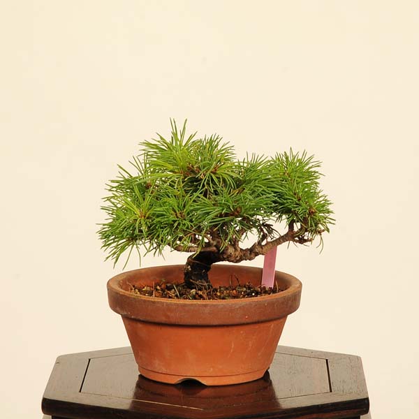 五葉松明星　盆栽　小品盆栽 ichijuen_-182