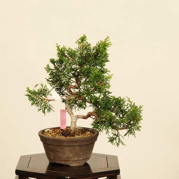 楽天市場】現品 2025年9月2日撮影 糸魚川真柏 盆栽 しんぱく : 園芸