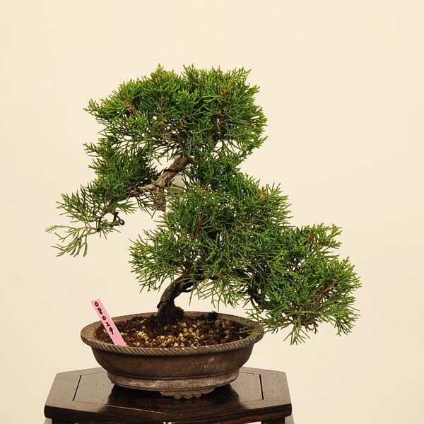 ワイヤーアート　盆栽　真柏風 Bonsai シンパク ワイヤーアート 盆栽 真柏風 Bonsai シンパク