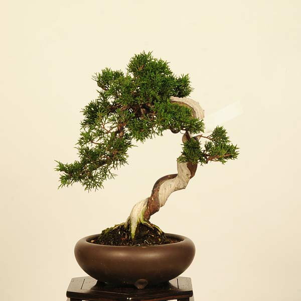 ワイヤーアート　盆栽　真柏風 Bonsai シンパク シンパク-R1（しんぱく・真柏）松柏盆栽の販売と育て方・作り方