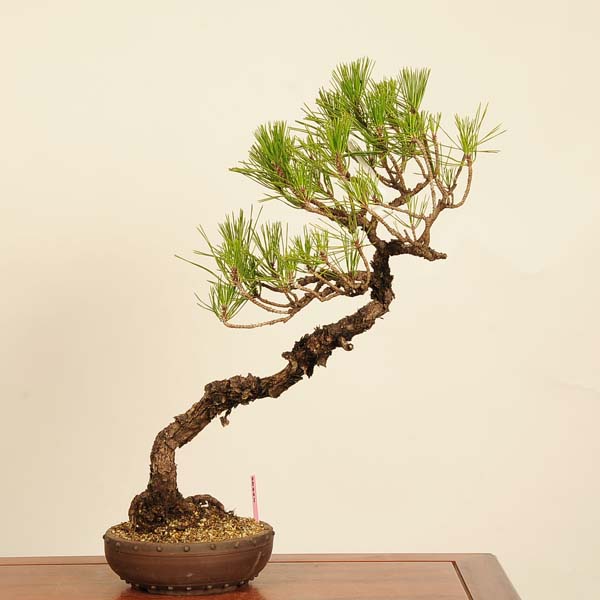 楽天市場】盆栽 特選：三河黒松* 現品 くろまつ クロマツ Kuromatsu