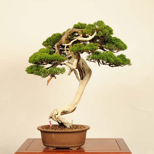 楽天市場】盆栽 特選：真柏 現品*一点物 しんぱく シンパク Sabina