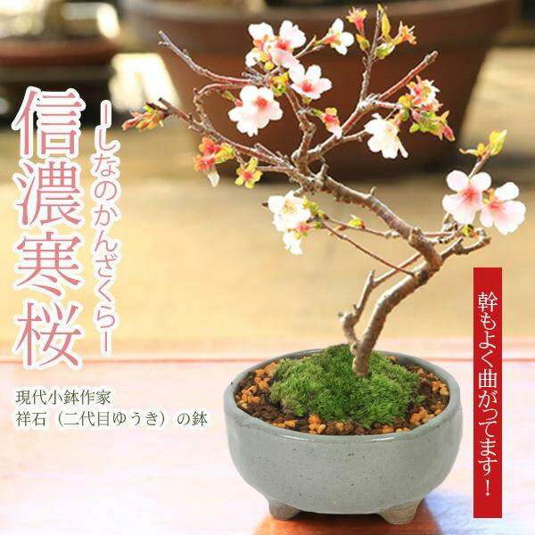 楽天市場】桜盆栽：桜(八重の輝き)(瀬戸焼丸鉢)*Sakura 【2024