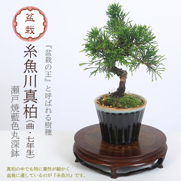 楽天市場】ミニ盆栽：実生五葉松*四国石鎚産（瀬戸焼青釉掛け丸