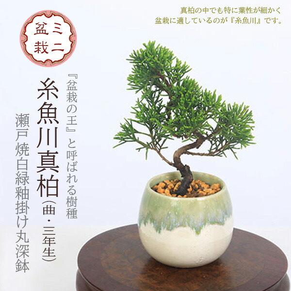 盆栽 ミニ盆栽 糸魚川真柏-19 格安盆栽素材/生産品紹介/糸魚川真柏 小品ミニ盆栽素材 販売