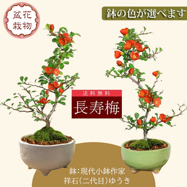 楽天市場】【即日出荷可！】がじゅまる盆栽： 特選ガジュマル(多幸の樹