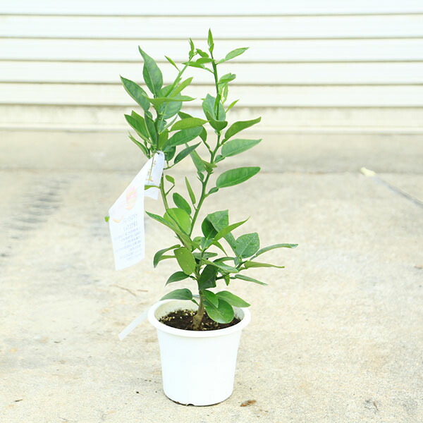 楽天市場】ミラクルフルーツの木 苗木 7号(h34) : 千草園芸