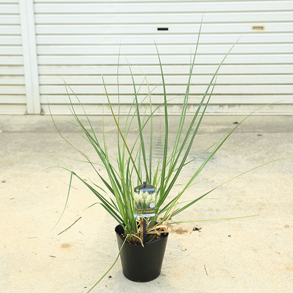 楽天市場】【季節商品】 パンパスグラス（ショートタイプ） 1鉢