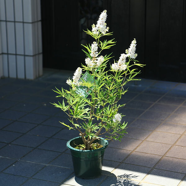 木花 楽天市場】セイヨウニンジンボク ピンク6号鉢 落葉低木 : あなた