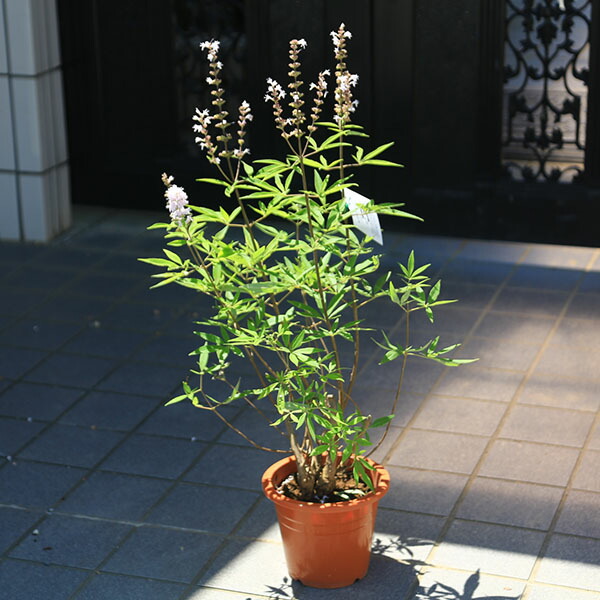 チョウセンニンジン木 チョウセンニンジン 苗 販売 苗木部 By 花ひろばオンライン