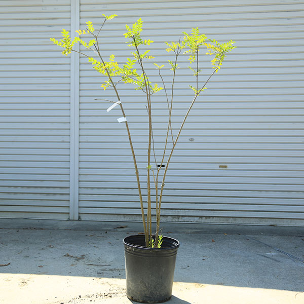 庭木：シマトネリコ（株立ち）自然な立ち姿！　現品一点限り！　*樹高：約130ｃｍ　全高：約150ｃｍ　佐川大型商品発送