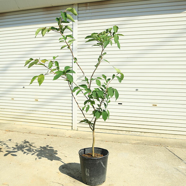 楽天市場】庭木 植木 苗：シラキ 根巻き *白木 しらき 佐川急便 : 遊恵