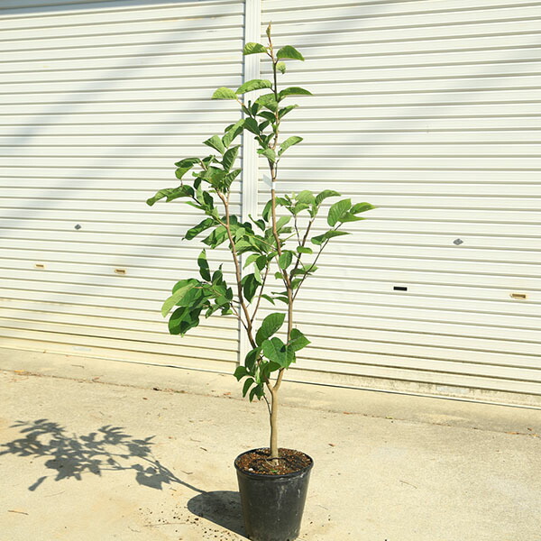 楽天市場】庭木 植木 苗：シラキ 根巻き *白木 しらき 佐川急便 : 遊恵