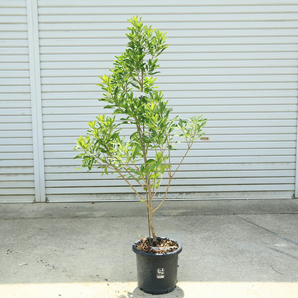 楽天市場】【現品G578】ヤマモモ(山桃) 森口(モリグチ）苗木 樹高1.4m