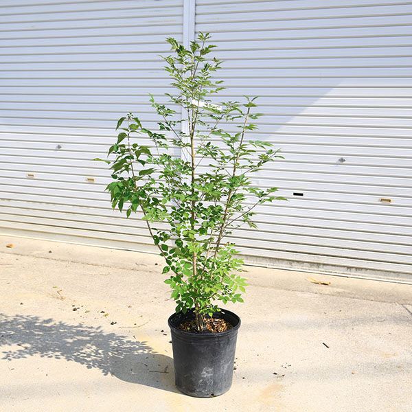 楽天市場】「現品」タコの木(タコノキ) 8号鉢植え : 千草園芸