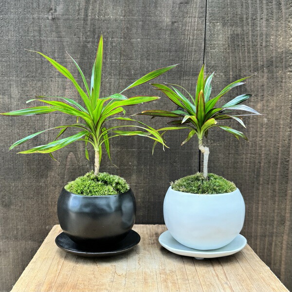 楽天市場】おしゃれ 観葉植物：ドラセナ コンシンネ トリカラー