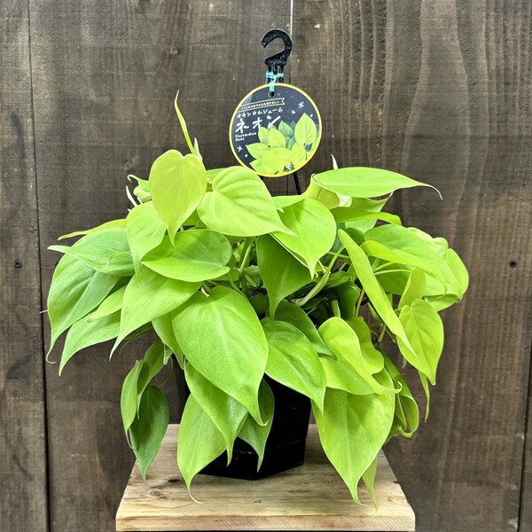 まとめ買い限定1本¥180フィロデンドロンブラジル 観葉植物 オキシカルジウム まとめ買い限定1本¥180フィロデンドロンブラジル 観葉植物 オキシカル