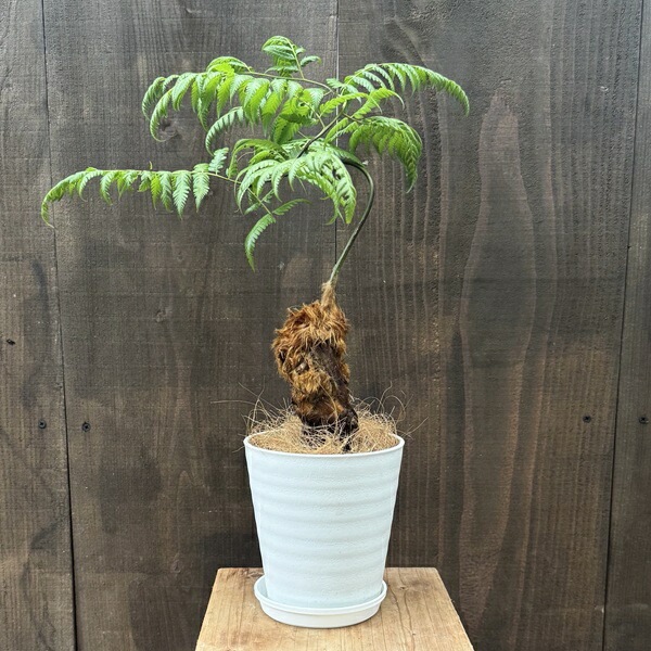 【現品】金毛狗（キンモウコウ）　3号　白角鉢　（2） 現品】金毛狗（キンモウコウ） 3号 白角鉢（2）Cibotium