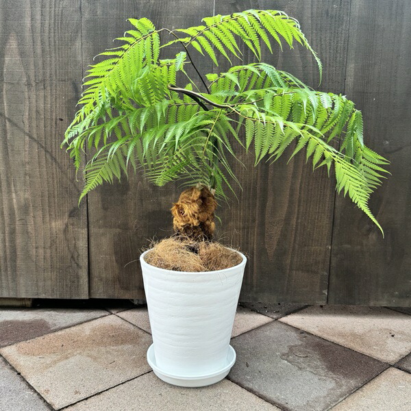 珍品 キンモウコウ　金毛狗 タカワラビ　ゴールデンモンキー 3.5号鉢 ① おしゃれ 観葉植物 キンモウコウ：ゴールデンモンキー